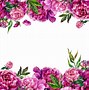 Image result for Peony Bush Vector