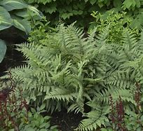 Image result for Athyrium Fern Seeds