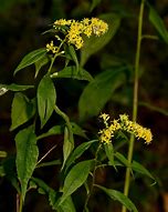 Image result for Delaware Early Spring Native Flowers