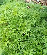 Image result for Daun Ulam Raja