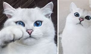 Image result for Most Beautiful Cat Eyes