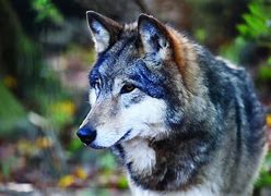 Image result for Fall Wolves