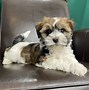 Image result for Cute Havanese Puppies