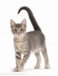 Image result for 12 Week Old Main Coon Kitten