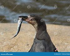 Image result for Linux Penguin Eating Fish