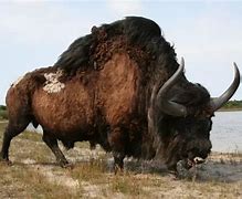 Image result for Ice Age Bison