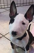 Image result for Bull Terrier Babies