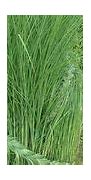 Image result for Braiding Grass