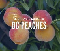 Image result for Peach Picking in New Mexico