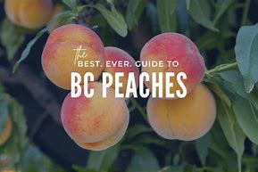 Image result for Peach Picking