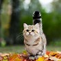 Image result for Gato Munchkin