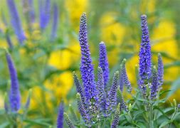 Image result for Best Deer Resistant Flowers