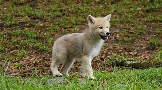 Image result for Snow Wolf Pups