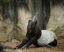 Image result for Tapir Wallpaper