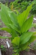 Image result for Haldi Plant