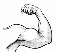 Image result for Drawings of Biceps