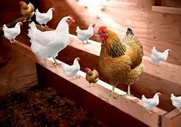 Image result for Space for Chicken Roost