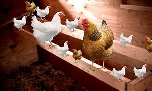 Image result for chicken roost spacing