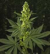 Image result for Male vs Female Cannabis Plant