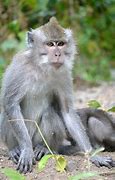 Image result for Lombok Monkey Forest