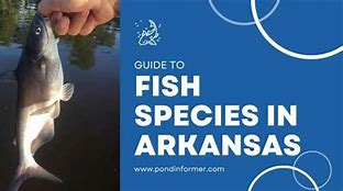 Image result for Arkansas Fish