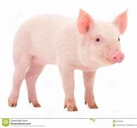 Image result for Pig Jokes Kids