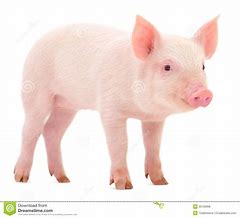 Image result for Pig Mask for Kids