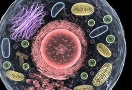 Image result for Embryonic Cell Division