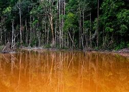 Image result for Hutan Konservasi