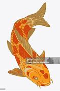 Image result for Biological Illustration of a Koi Carp