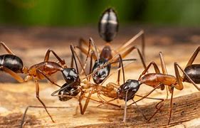 Image result for Beown Ants