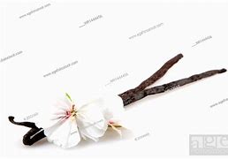 Image result for Vanilla Bean with Flower