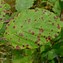 Image result for Rust Fungus