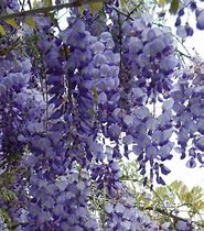 Image result for Purple Chinese Wisteria Tree