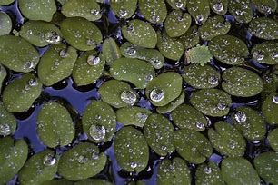 Image result for Duckweed Fruit