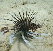 Image result for A Lionfish