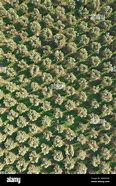 Image result for Olive Tree Aerial View