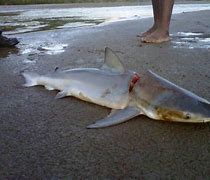 Image result for River Shark