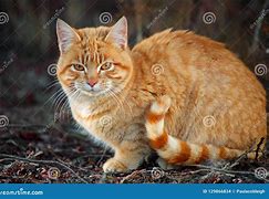 Image result for Orange Striped Tabby Cat