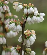 Image result for Blueberry Bloom