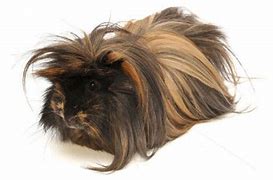 Image result for Long Hair Guinea Pig