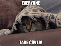 Image result for Funny Cat Hiding