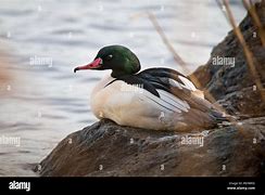 Image result for Winter Merganser