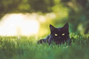 Image result for Cat in Grass