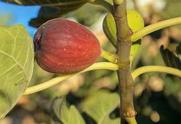 Image result for Higo Fig Tree