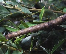 Image result for Peppered Moth Eggs