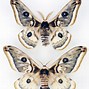 Image result for Silk Moth