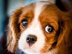 Image result for Puppy Eyes Breed