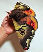 Image result for Giant Red Moth