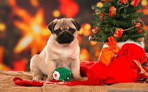 Image result for Thanksgiving Pug